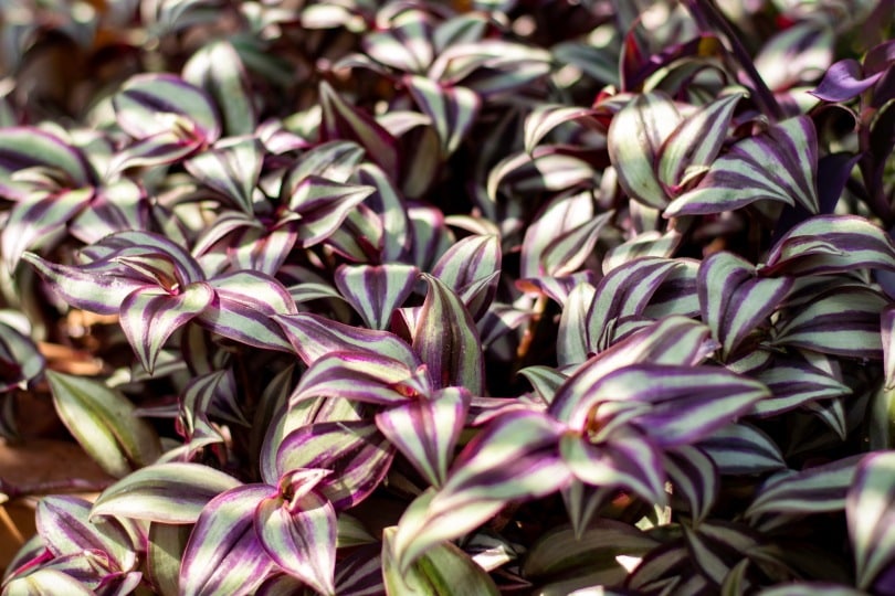 inch plant_Ellyy_Shutterstock