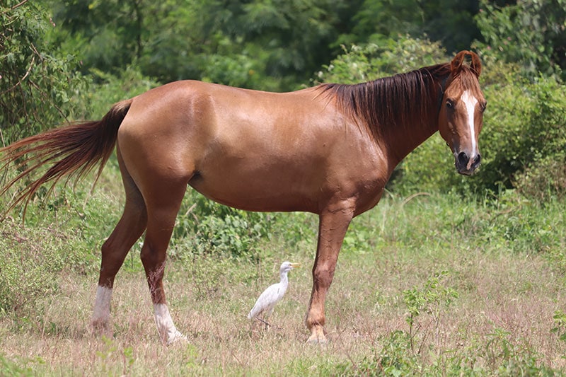 indian kathiawari horse standing in the filed with duck