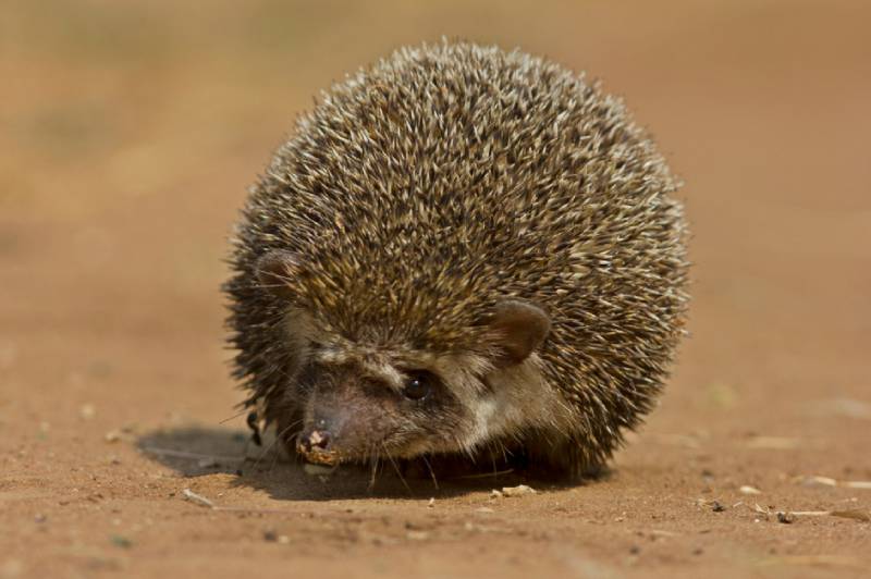 indian pale hedgehog on the ground