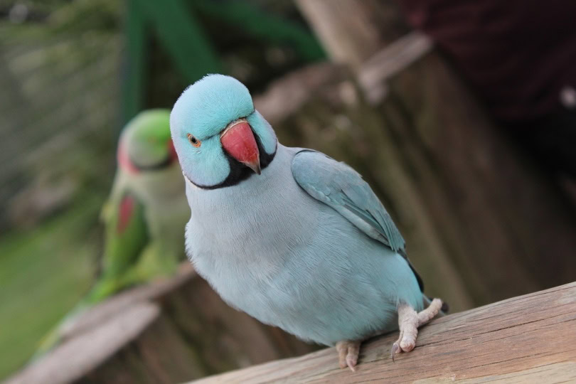 indian ring necked parakeet