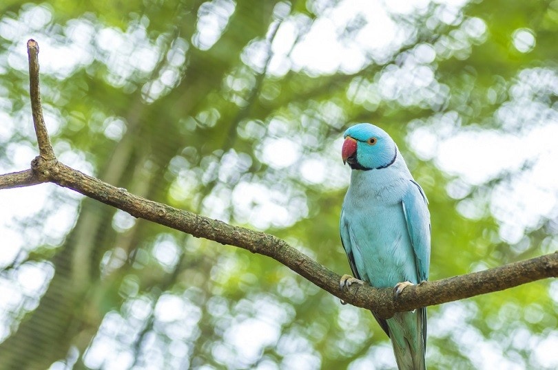 indian ring necked parakeet_MawardiBahar_shutterstock