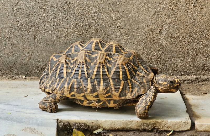 indian star tortoise