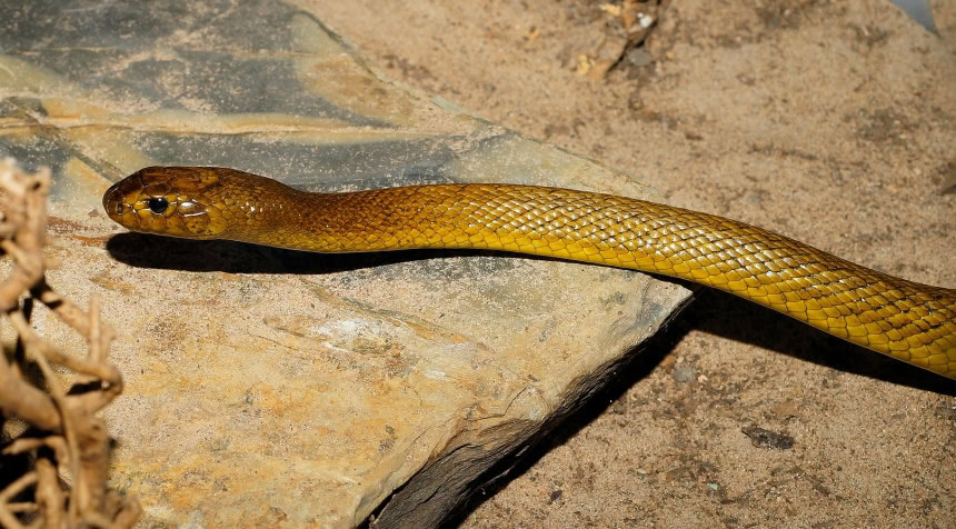 inland taipan snake
