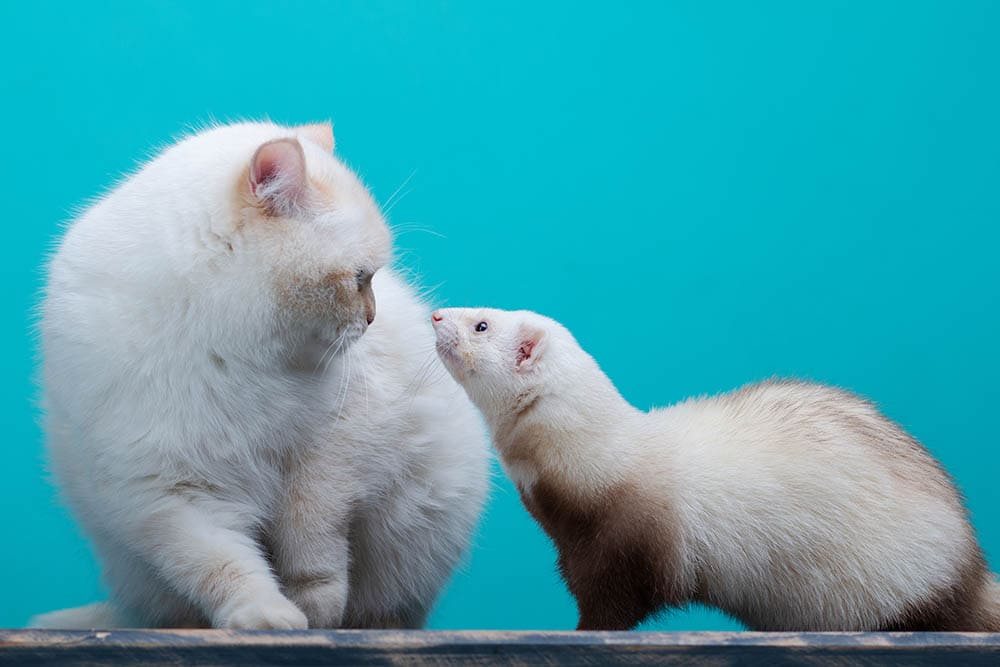 introducing cat and ferret