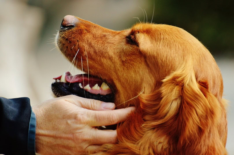 irish setter dog