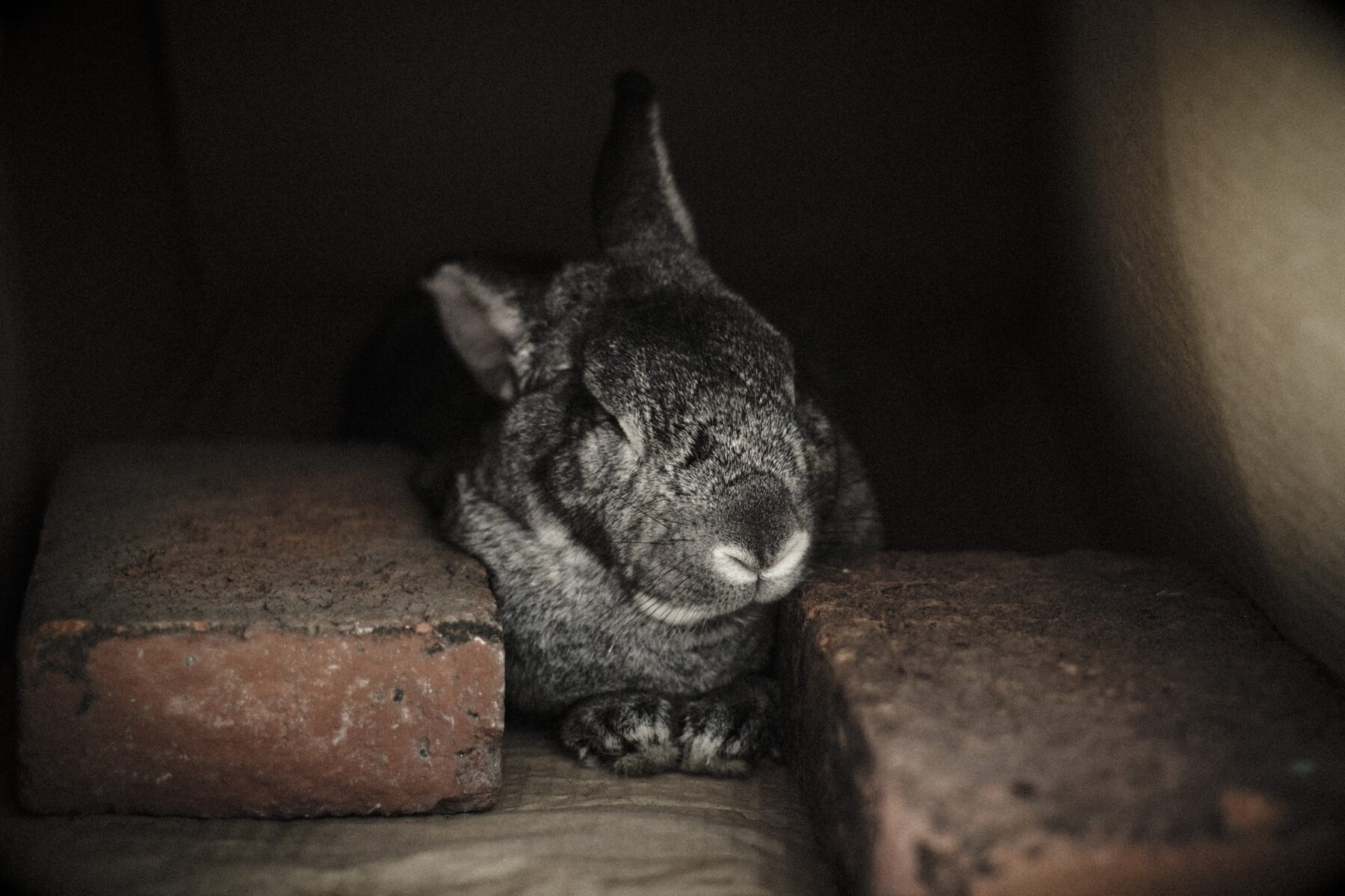 sleeping rabbit