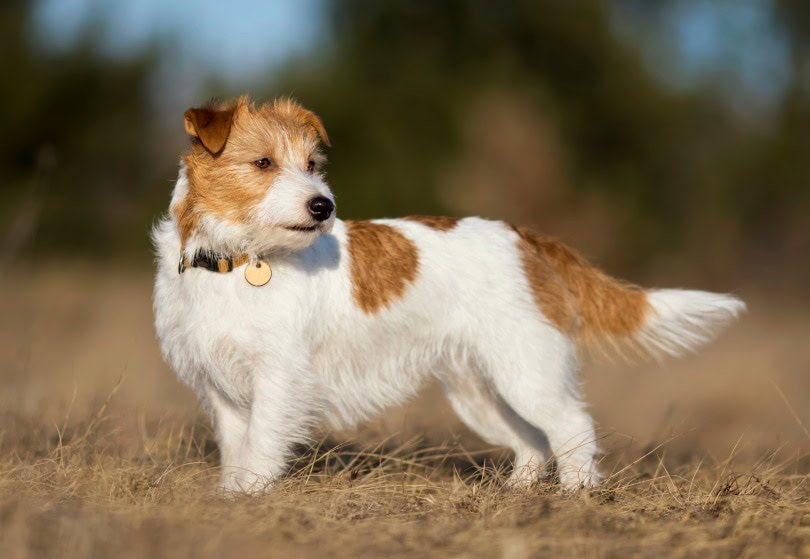 jack russel terrier in the grass