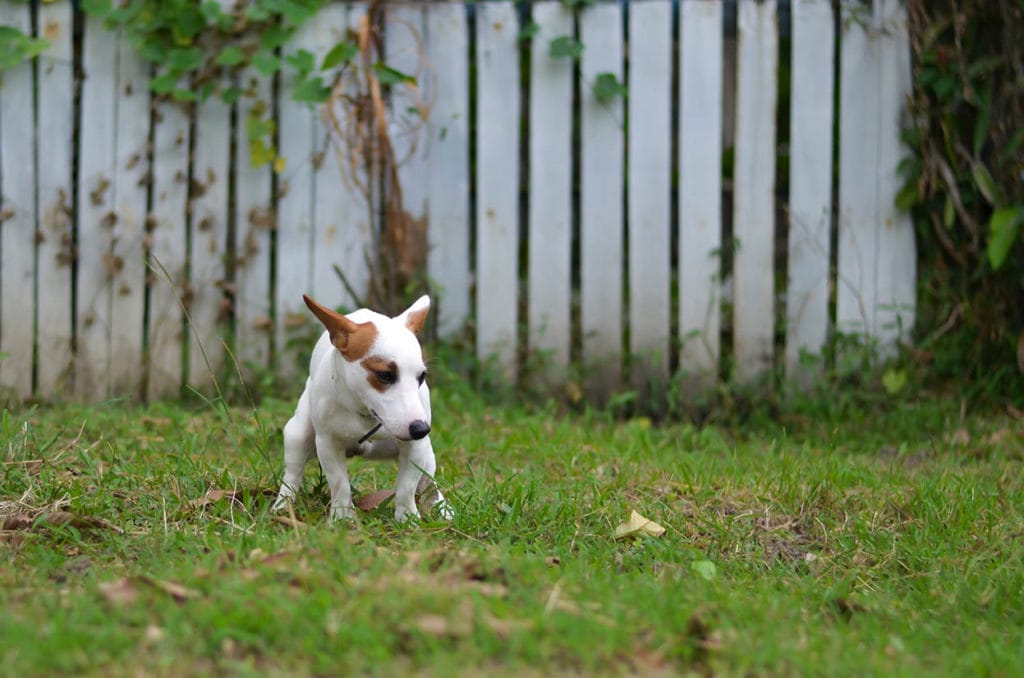 Jack Russell Dog Guilty For The Poop