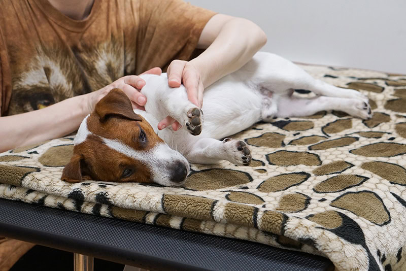 jack russell terrier dog getting a massage