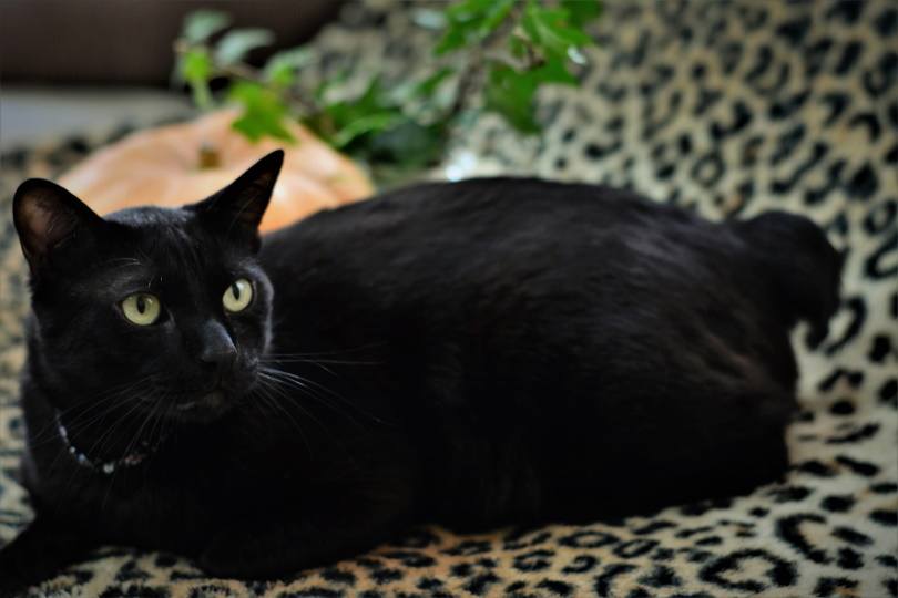 japanese bobtail