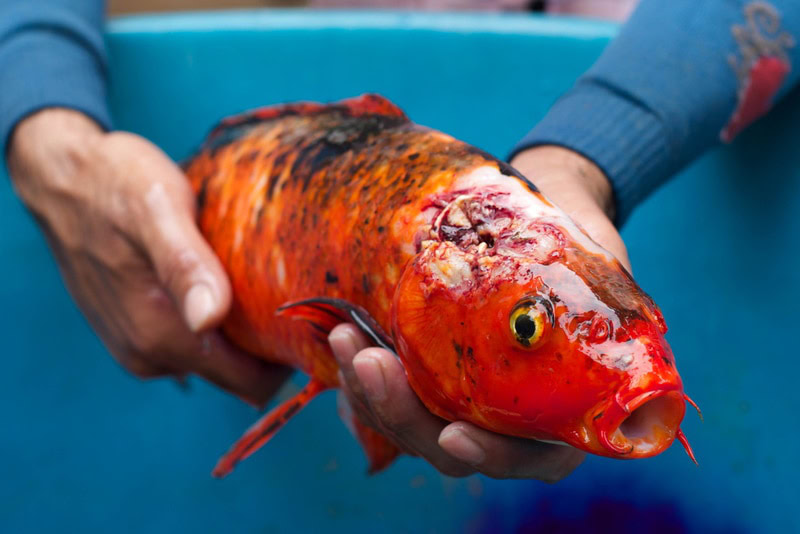 japanese carp with head infection