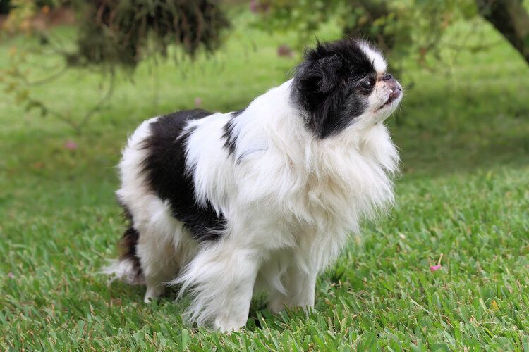 japanese chin_shutterstock_Rudy Umans