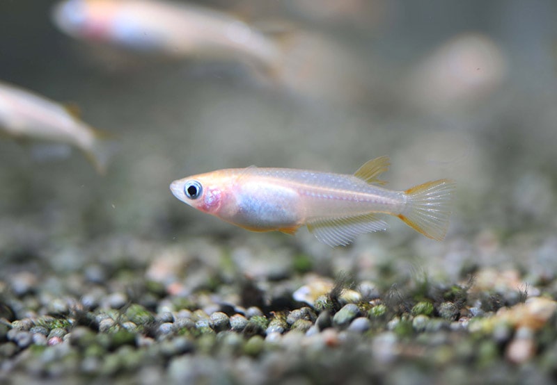 japanese rice fish