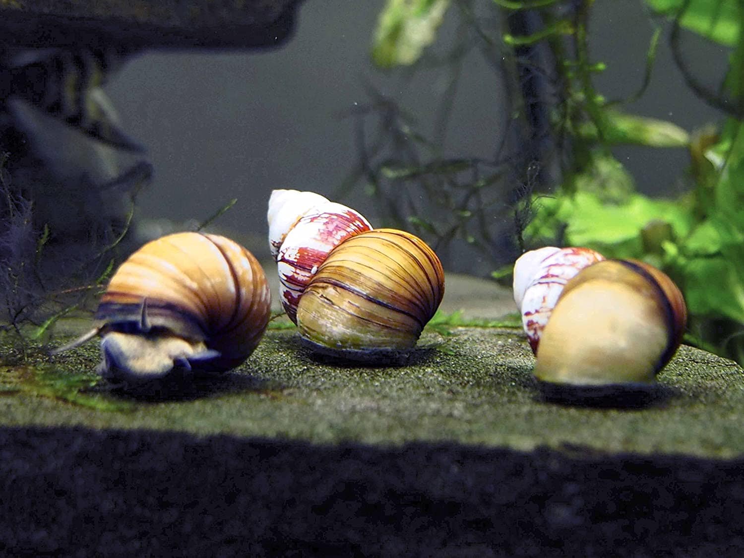 japanese trapdoor snail