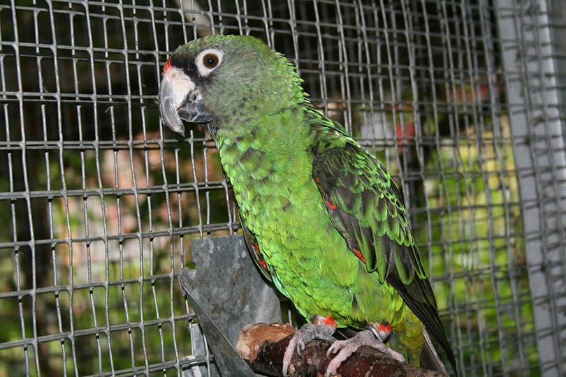 jardines parrot in a cage