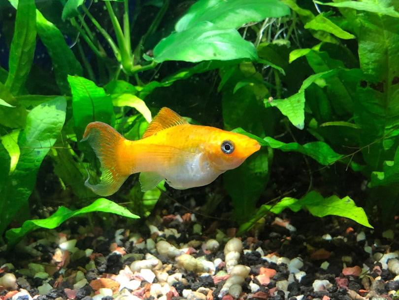 java ferns in aquarium