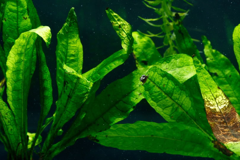 java ferns