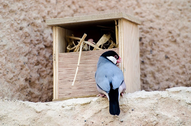 java finch bird perching outside the nest