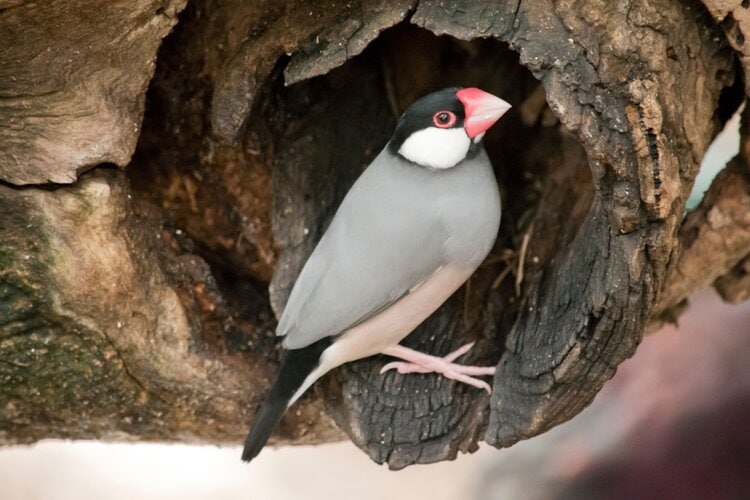 java finch