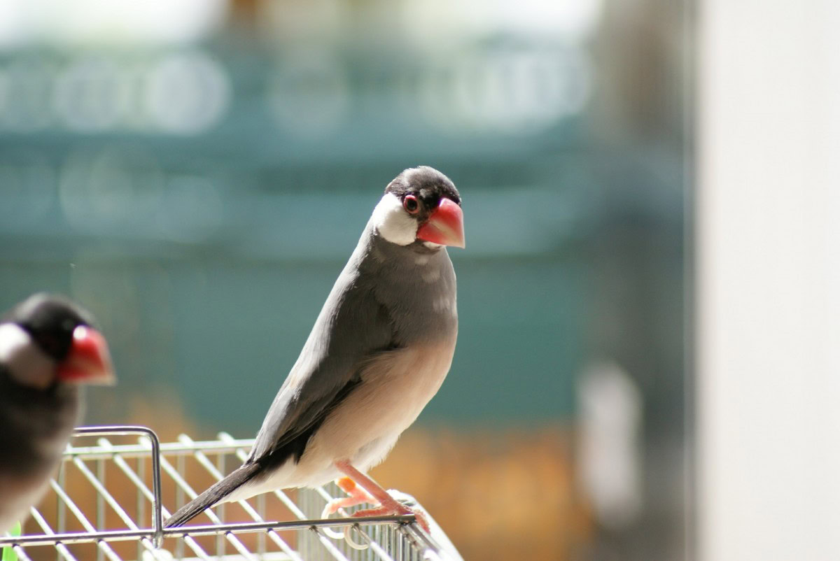 Java finch