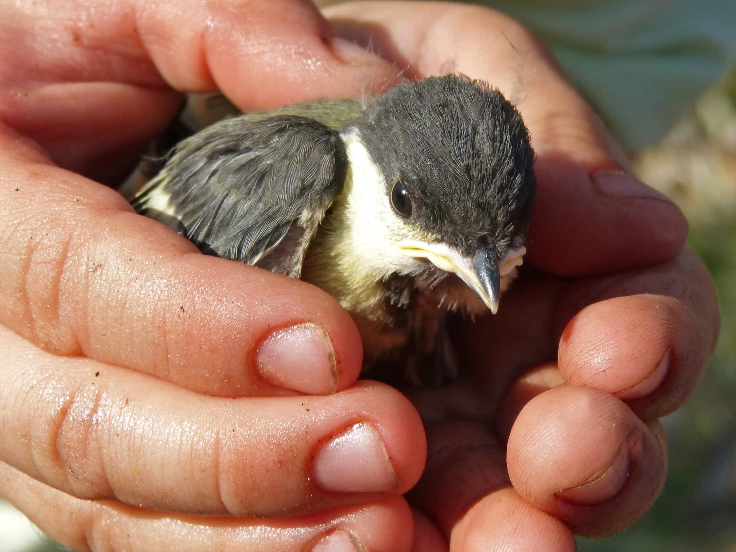 Bird, Jumpstory
