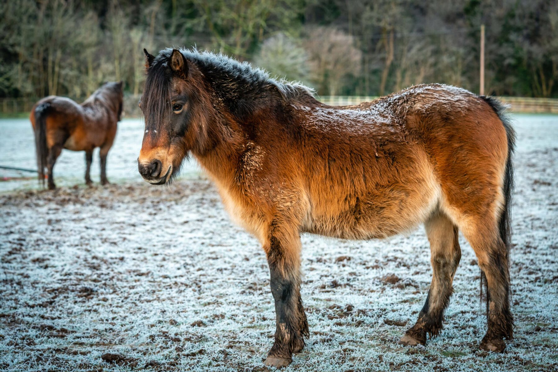 Asturcón Pony 