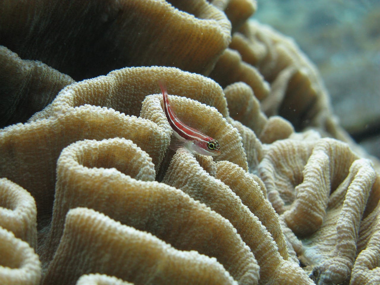 juvenile goby fish