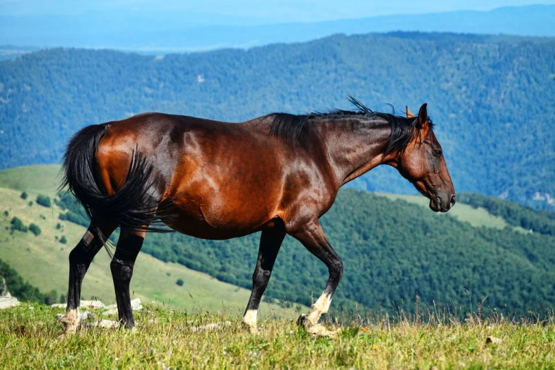 kabarda horse
