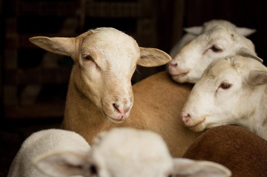Katahdin sheeps