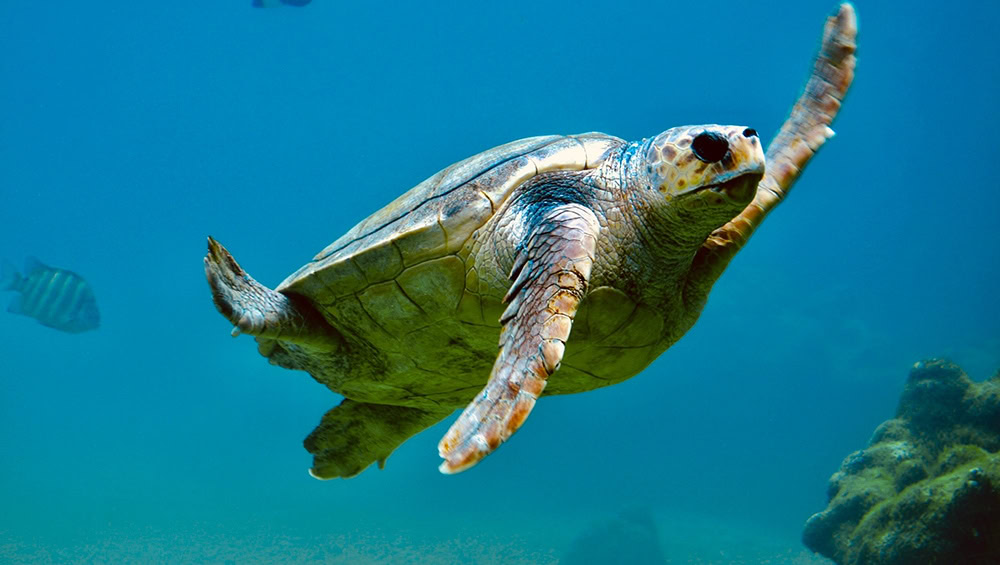 Kemp's ridley sea turtle underwater
