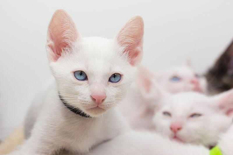 khao manee kittens playing