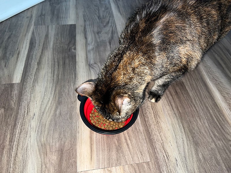 kimora eating wellness cat food