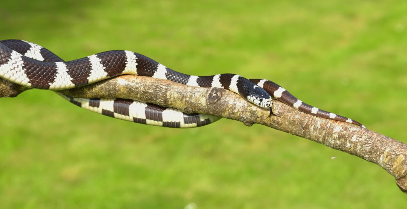 king snake_Piqsels