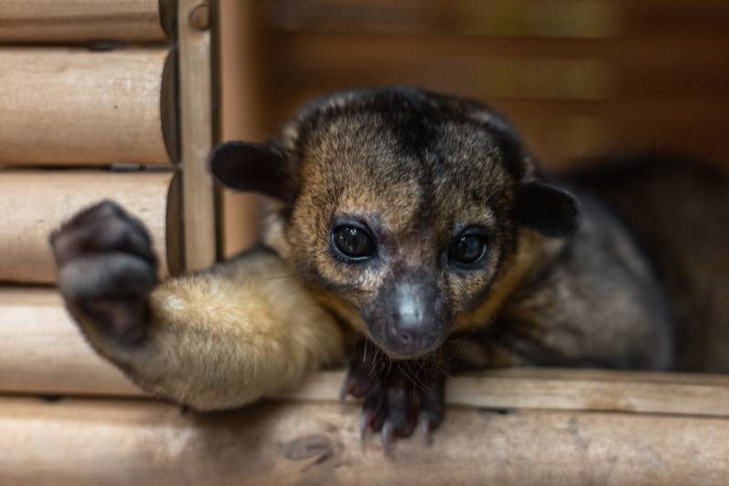 kinkajou in his house