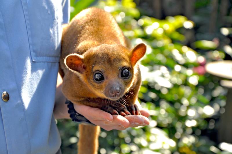 kinkajou with big cute eyes looking at the camera