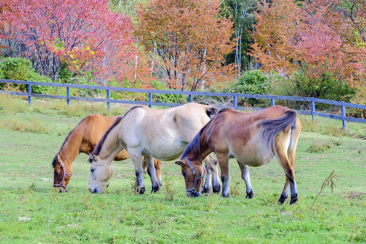 kiso horses
