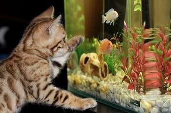 Best Aquarium Hoods