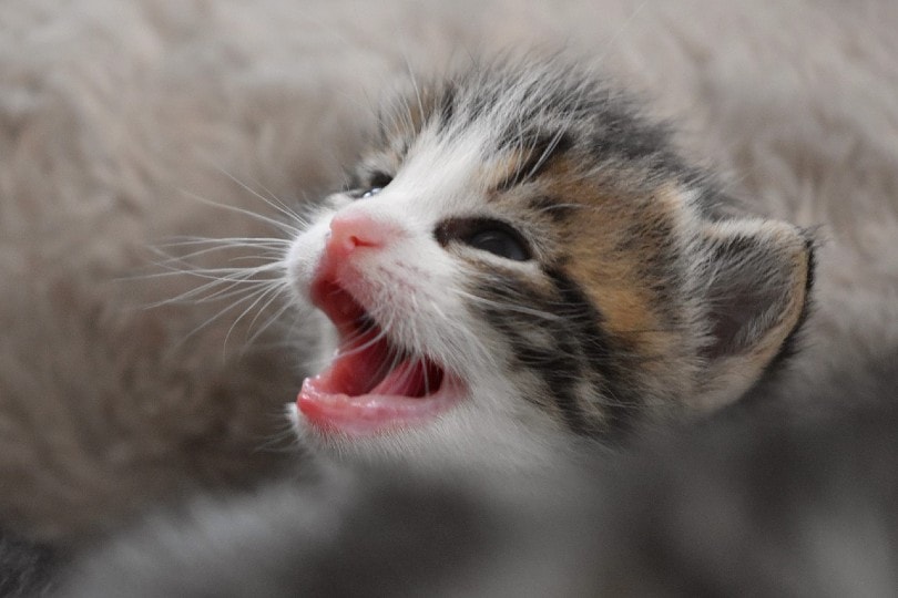 kitten crying