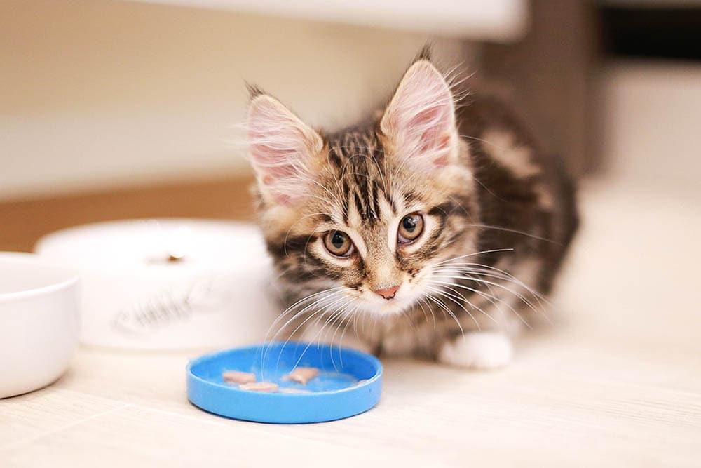 kitten eating treats