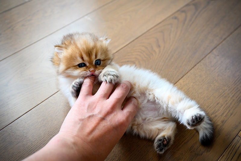kitten gnawing fingers