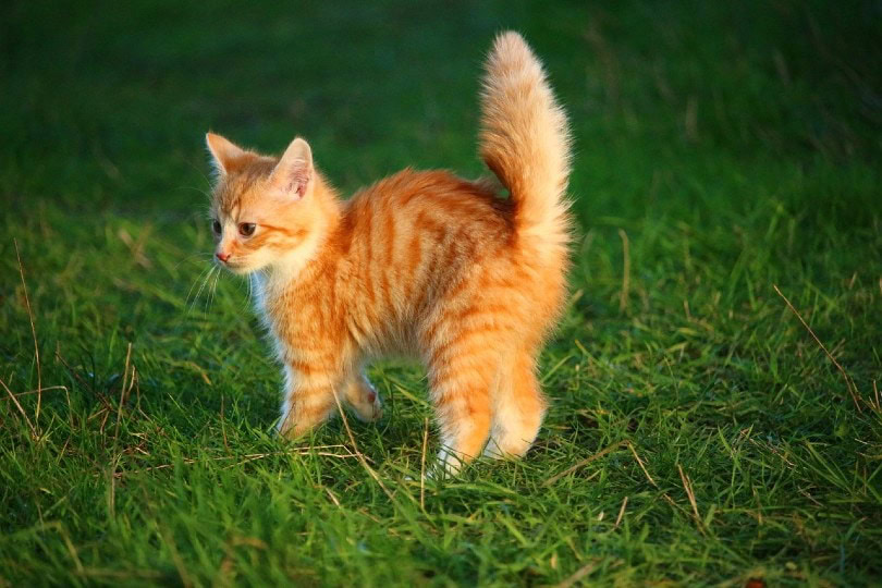 kitten on grass