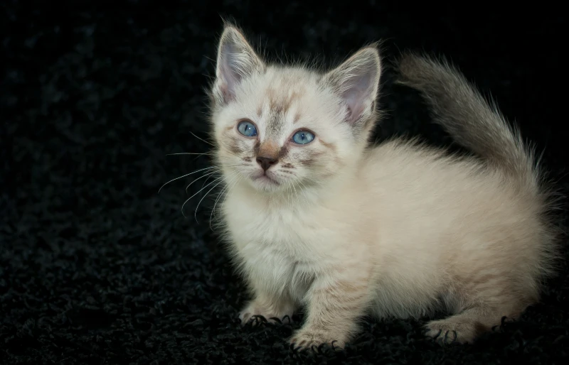 kitten siamese munchin cat