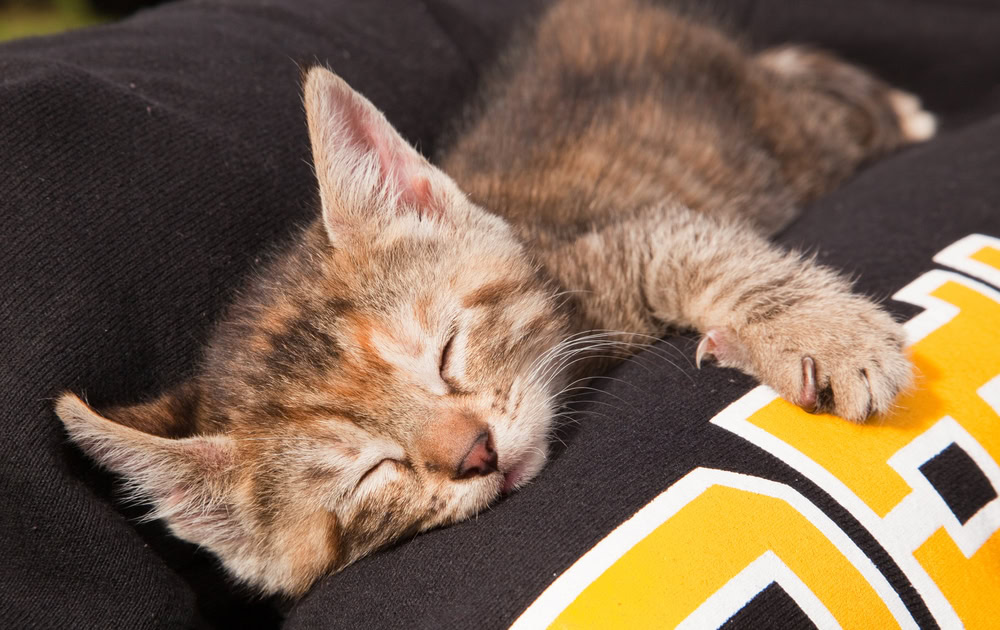 Kitten sleeps on legs