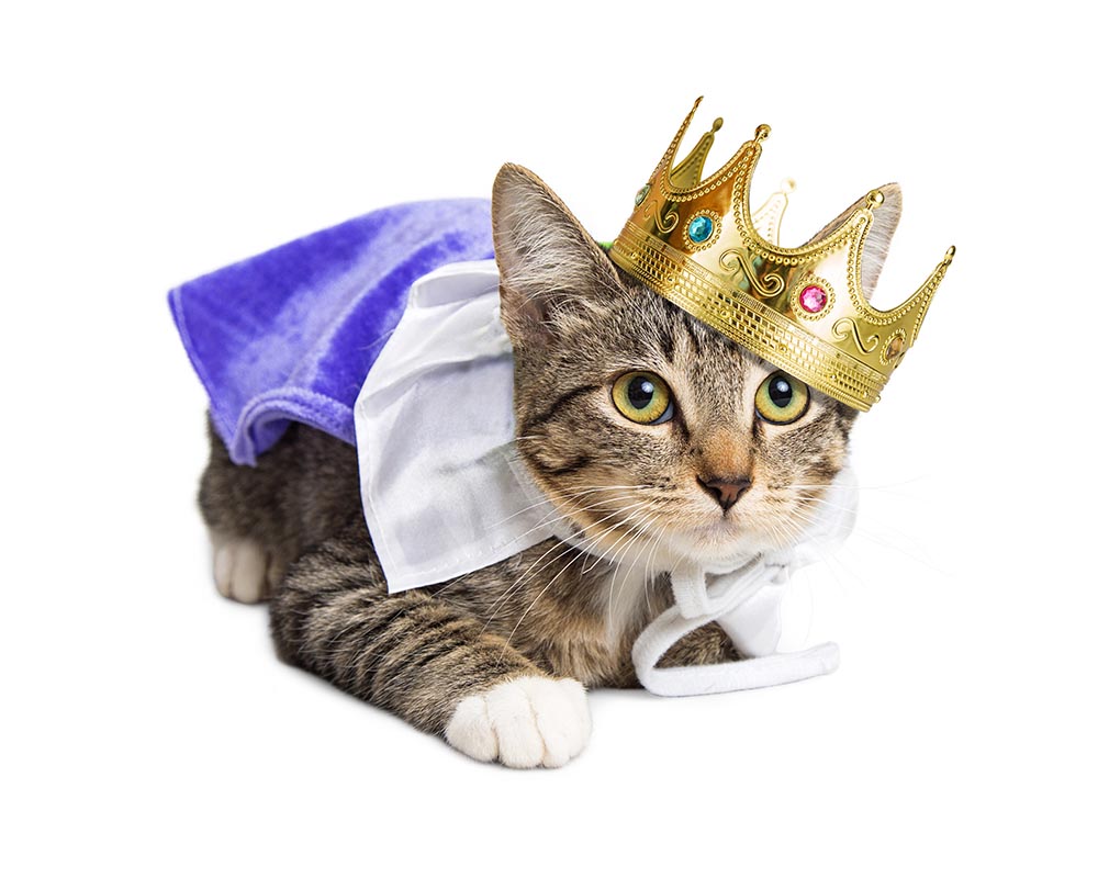 kitten with big crown on the head