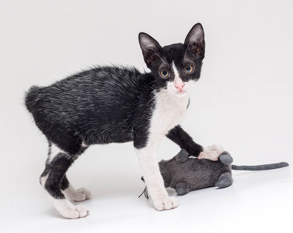 kitten with fever coat