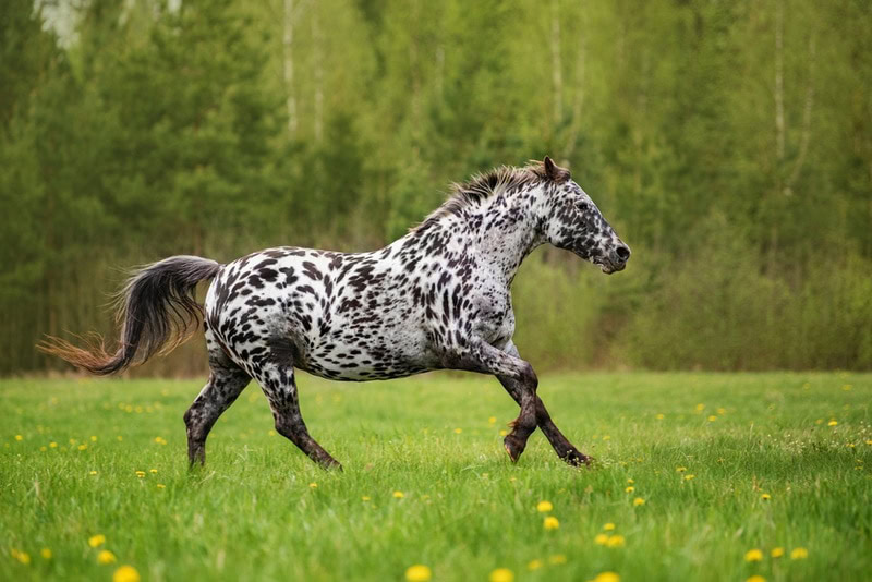 knabstrupper horse walking