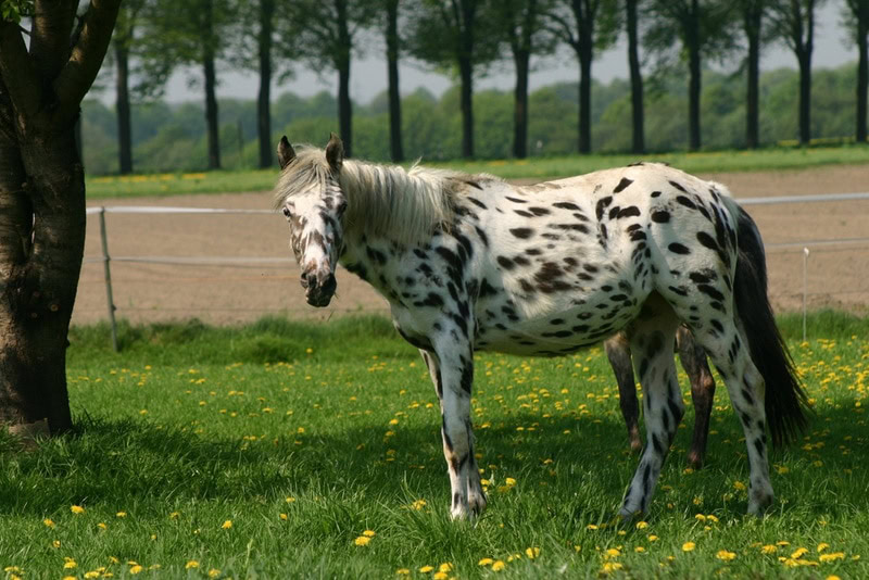 knabstrupper horse