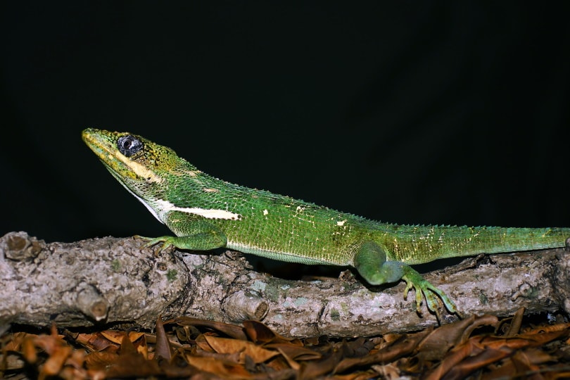 knight anole