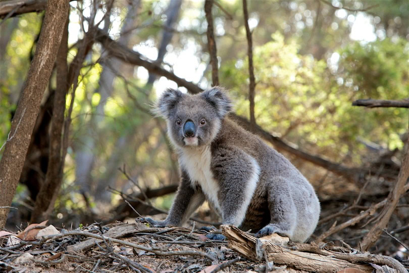 koala_Pexels_Pixabay