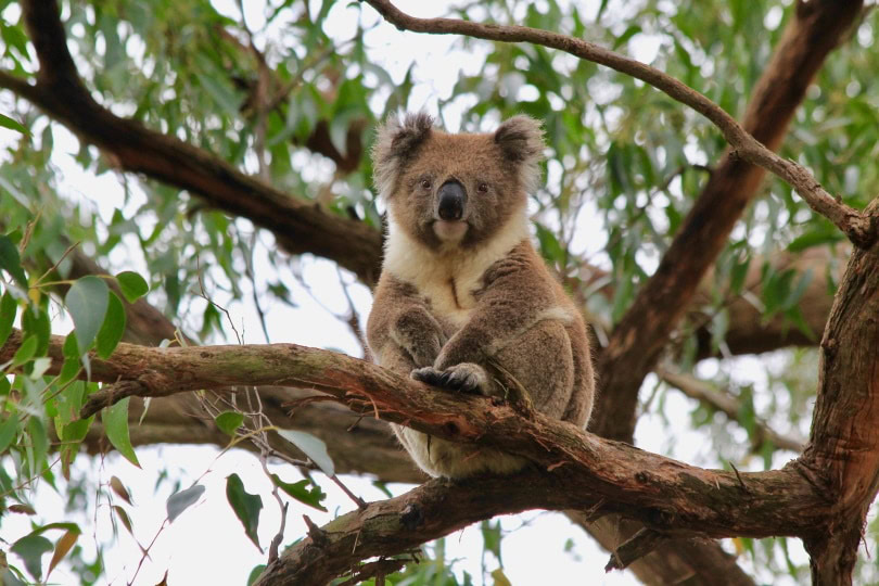 koala_craig_watson_Pixabay